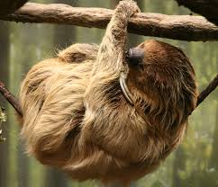 two toed sloth wikipedia