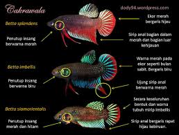 Ikan cupang dipelihara sebagai ikan hias dan ikan aduan. Cupang Ikan Rawa Yang Mendunia Cakrawala