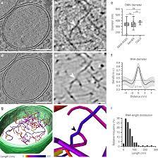 Check spelling or type a new query. Sars Cov 2 Structure And Replication Characterized By In Situ Cryo Electron Tomography Nature Communications