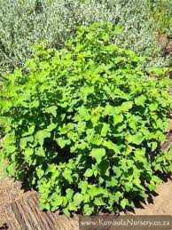 Image result for Leonotis ocymifolia