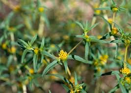 Image result for Flaveria trinervia