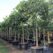 Image result for Centrostachys aquatica