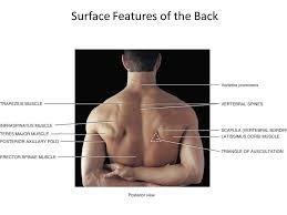 The deep back muscles lie immediately adjacent to the vertebral column and ribs. Surface Anatomy Head Neck Surface Anatomy A Branch Of Gross Anatomy Essential In Identifying Structures Prior To Studying Internal Gross Anatomy Ppt Download