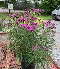 Image result for Vernonia smithiana