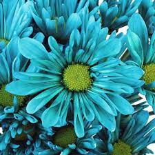 Check spelling or type a new query. Tinted Blue Daisy Flower Nbsp Is A Unique Spray Flower In The Pompom Family A Teal Blue Tint Has B Daisy Flower Arrangements Daisy Flower Blue Wedding Bouquet