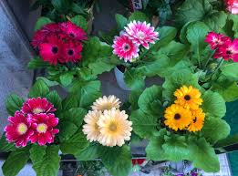 Image result for Gerbera jamesonii