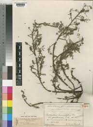 Image result for Indigofera secundiflora