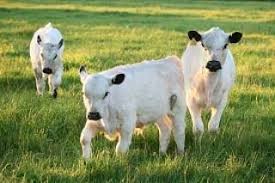 Happy National Tell A Joke Day We Hope You Enjoy This Joke In Honor Of Today Why Do Cows Have Hooves Instead Of Feet Bec Happy Cow Animals Livestock Farming