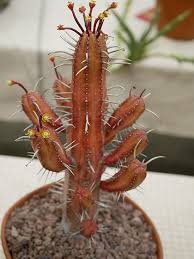 While it is hard to argue with those two spots, you can turn your vacation eyes towards san felipe which is on it's way to becoming the. Succulent Show Macro And Still Life Photography Forum Digital Photography Review