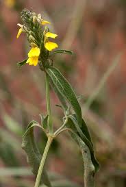 Image result for Justicia flava