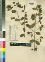 Image result for Combretum cinereopetalum
