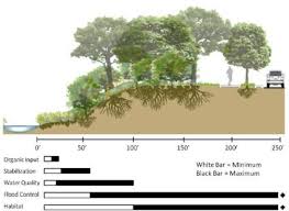 Riparian Zone Restoration Landscape Engineer Landscape Architecture Landscape Design