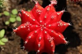 It is hollow under except for the stem. How To Identify Fake Cactus Flowers Removing Fake Flowers Terrarium Planting Guide