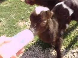 Lol This Is More My Speed And Love The Humor Feeding Schedule This Is Meant As A General Guide Some Babies Will Need More 1st Baby Goats Goats Small Goat