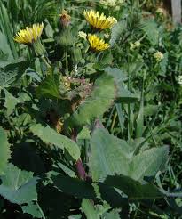 Image result for Sonchus wilmsii