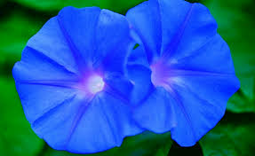 Do not desire, for what you desire you get, and list of top 9 famous quotes and sayings about morning glory poems to read and share with friends. Shop Morning Glory Heavenly Blue And Other Seeds At Harvesting History