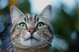 Los gatos que están permanentemente infectados por este virus corren el riesgo de desarrollar patologías graves como anemia y cáncer. Leucemia E Inmunodeficiencia Felina Praxia Clinica Veterinaria