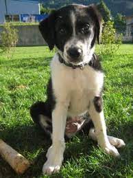 Border Collie Labs Dexter Border Collie Croise Labrador Temoignage Sur Montrez Animaux Labrador Border Collie
