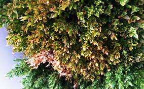 If you can identify the stress factor, try to eliminate this and also give the plant a good trim as this will encourage new growth and let in some light lower down. How To Get Rid Of Buxus Blight Kings Plant Doctor