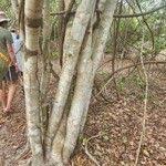 Image result for Combretum schumannii