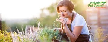 So, organic pest control strategies should use gardening methods to eliminate the use of harmful synthetic pesticides and insecticides. Organic Pest Control Is The Best Way To Protect Your Garden