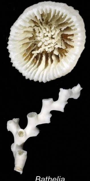 Bathelia candida - Wikidata