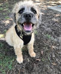 We did not find results for: Ivy Cuteness Overload French Boodle French Bulldog Mix Poodle Mix Purebred Dogs