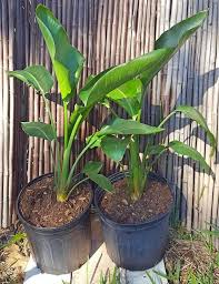 White Bird Of Paradise Images Bird Of Paradise 2f Tall Strelitzia White Bird Of Paradise Plant Growing In A 10 Pot House Patio Garden Indoor O Plants Outdoor Plants Birds Of Paradise Plant