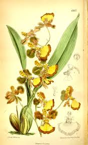 Image result for Ochthocharis dicellandroides