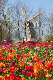 Keukenhof The Garden Of Europe Windmill Netherlands Tourism Beautiful Places