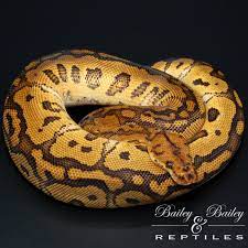 Check spelling or type a new query. Birth Records Archive Baileyreptiles Com From Bailey Bailey Reptiles
