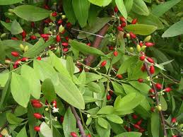 Image result for Erythroxylaceae