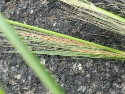 Image result for Cenchrus unisetus