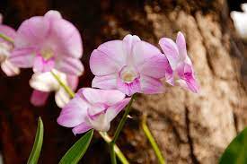 Students will make and record their own observations of plant specimens from. Amazon Orchid Facts Rainforest Cruises