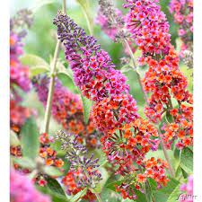 Schmetterlingsflieder Flower Power Buddleia Flower Power Schmetterlingsflieder Sommerflieder