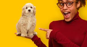 Maybe you would like to learn more about one of these? Mini Goldendoodle Mix Breed Information Golden Retriever Poodle Mix