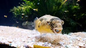 Murphy The Mbu Puffer Aquarium Co Op Https Youtu Be Mx0wgz7pewo Fish Pet Pets Aquarium