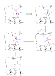 So now that we know all that proteases can do, where can you get them from? D Peptide Protease Resistance D Peptide Therapeutics