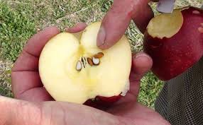 When to graft apple trees? The Science Of Grafted Fruit Trees Stark Bro S