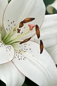 Pin On Garden