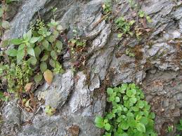 Image result for Elatostema welwitschii