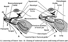 Respiratory System And Lymphatic System Of Frog Notes Videos Qa And Tests Grade 11 Biology Frog Kullabs
