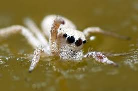 Black And White Jumping Spider Texas Pin On Heaven Knows Mr Fluffy