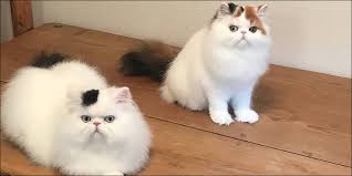 Maybe you would like to learn more about one of these? 11 Cara Merawat Kucing Persia Agar Gemuk Dan Sehat Goldenmaze