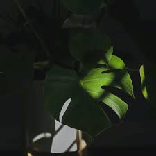We did not find results for: What To Do With Damaged Monstera Leaves Monstera Houseplant Guide