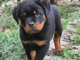 Rottweiler Cinsi Kategorisi Kopek Satis