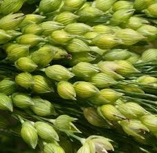 Image result for Panicum miliaceum