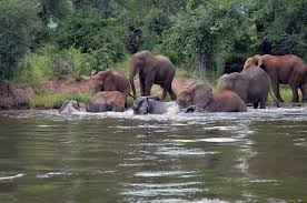 Image result for Dissotis glandulosa