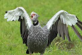 1,245 Screamer стоковые фото – бесплатные и стоковые фото RF от Dreamstime