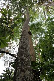 Image result for Diospyros crassiflora